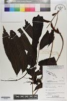 尾葉實蕨藏品圖，第1張