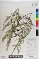 登錄號:P021008藏品圖，第1張