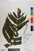 登錄號:P021009藏品圖，第1張