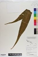 登錄號:P021010藏品圖，第1張