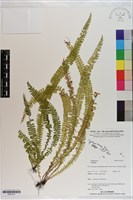 登錄號:P021011藏品圖，第1張