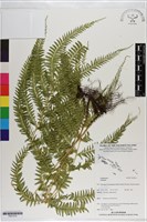 登錄號:P021012藏品圖，第1張