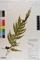 登錄號:P021013藏品圖，第1張