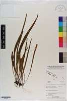 登錄號:P021014藏品圖，第1張