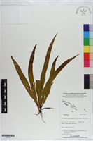 登錄號:P021015藏品圖，第1張