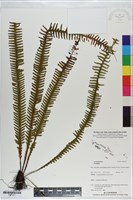 登錄號:P021017藏品圖，第1張