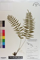 登錄號:P021019藏品圖，第1張