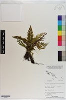 登錄號:P021021藏品圖，第1張