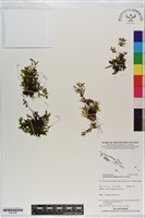 指裂細口團扇蕨藏品圖，第1張