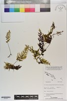 登錄號:P021023藏品圖，第1張