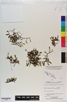 登錄號:P021024藏品圖，第1張