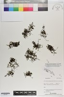 登錄號:P021025藏品圖，第1張