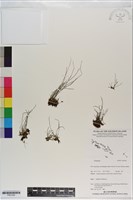 登錄號:P021026藏品圖，第1張