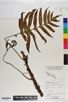 登錄號:P021028藏品圖，第1張