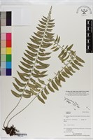 登錄號:P021030藏品圖，第1張