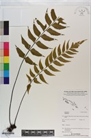 登錄號:P021031藏品圖，第1張