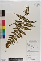 登錄號:P021032藏品圖，第1張