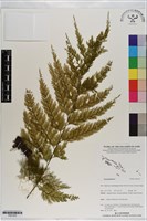 登錄號:P021033藏品圖，第1張