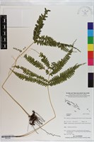 登錄號:P021034藏品圖，第1張