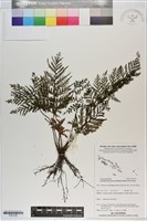 登錄號:P021035藏品圖，第1張