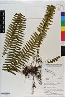 登錄號:P021037藏品圖，第1張