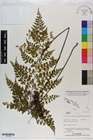 登錄號:P021038藏品圖，第1張