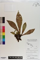 登錄號:P021039藏品圖，第1張