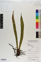 登錄號:P021040藏品圖，第1張