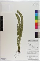 登錄號:P021041藏品圖，第1張