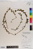 登錄號:P021043藏品圖，第1張