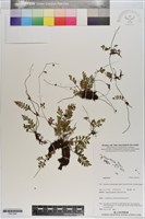 登錄號:P021044藏品圖，第1張