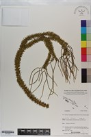 登錄號:P021045藏品圖，第1張