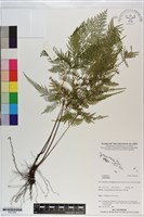 登錄號:P021049藏品圖，第1張