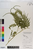 登錄號:P021050藏品圖，第1張