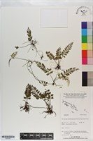 登錄號:P021051藏品圖，第1張