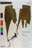 登錄號:P021054藏品圖，第1張