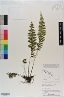 登錄號:P021055藏品圖，第1張