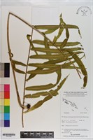 登錄號:P021056藏品圖，第1張