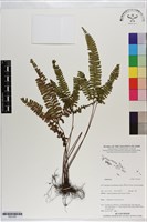 登錄號:P021057藏品圖，第1張