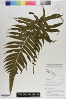 登錄號:P021058藏品圖，第1張