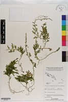 登錄號:P021059藏品圖，第1張