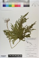 登錄號:P021060藏品圖，第1張