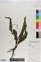 登錄號:P021061藏品圖，第1張