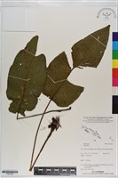 登錄號:P021062藏品圖，第1張