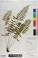 登錄號:P021063藏品圖，第1張