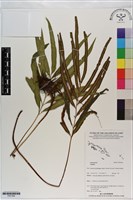 登錄號:P021064藏品圖，第1張