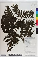 登錄號:P021065藏品圖，第1張