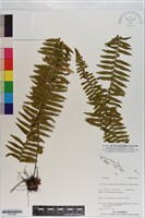 登錄號:P021066藏品圖，第1張