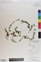 登錄號:P021067藏品圖，第1張