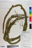 登錄號:P021068藏品圖，第1張